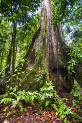 Large Kaypok tree in the Amazon Rainforest, Coca, Ecuador, South America