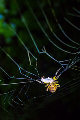 Spider in the Amazon Rainforest at night, Sacha Lodge, Coca, Ecuador, South America