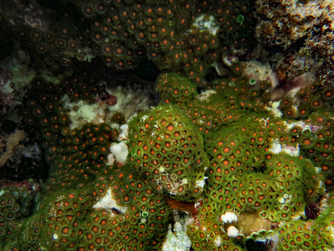 Colony of Green and Orange Zoantharia (Zoanthids) is under the coral reefs, in shallow ocean of Aimeliik state, Palau, Pacific