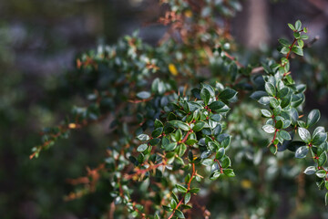 Vegetation and landscapes of patagonia argentina