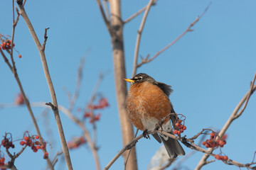 robin on branch - winter afternoon