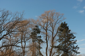 trees and sky