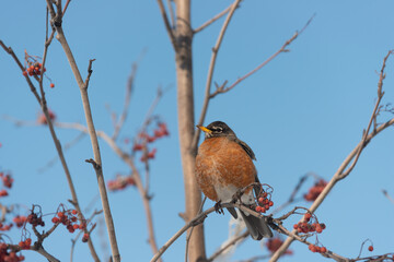robin on bare tree - winter afternoon