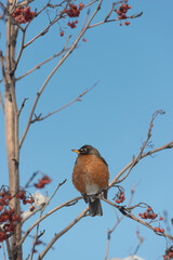 robin on a bare branch in winter 