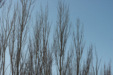 Fototapeta na wymiar thin tree tops and blue sky in winter