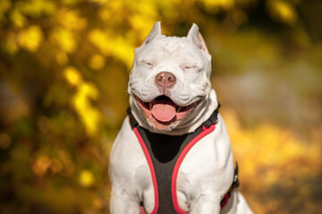 Cute American bully puppy in harness obediently sits and smiles, squinting from warm bright sunlight during pleasant walk in beautiful autumn park, fallen and yellowed foliage is around. - obrazy, fototapety, plakaty