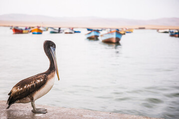 Peruvian Pelican (Pelecanus Thagus) in a fishing village in Paracas National Reserve (Reserva Nacional de Paracas), Ica, Peru, South America