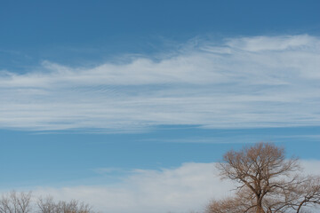 fine clouds on a blue sky and trees in winter