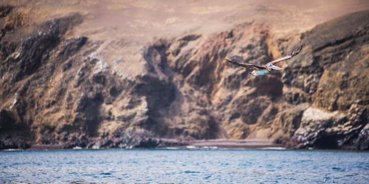 Peruvian Pelican (Pelecanus thragus) flying, Ballestas Islands (Islas Ballestas), Paracas National Reserve, Peru, South America