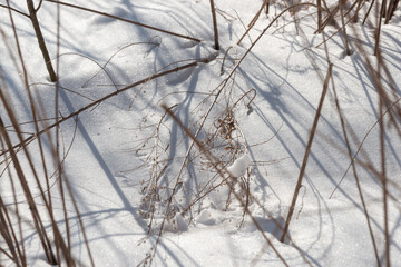 snowy ground with last year's growth