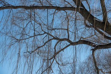 branches against blue sky