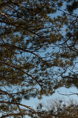 pine tree branches and needles on a blue sky in winter