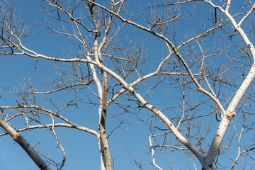 branches against sky