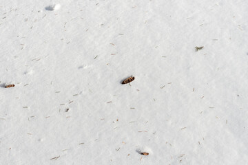 Fototapeta na wymiar abstract snowy background with pine cones, needles, and other debris