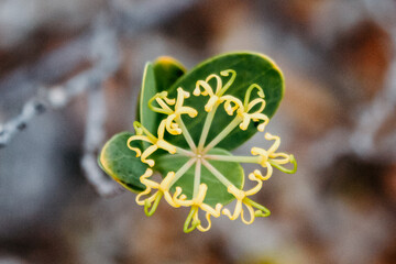 The virgin nature of New Caledonia with its beautiful flowers and vegetation