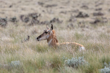 Pronghorn Antelope juvenile