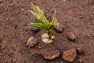 The virgin nature of New Caledonia with its beautiful flowers and vegetation