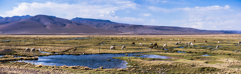 Llamas and Alpacas at Pampa Canahuas, Colca Canyon, Peru, South America