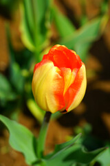Red and yellow tulip flowers growing in the spring garden
