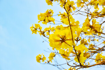 Yellow Trumpet Tree