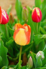Fototapeta premium Red and yellow tulip flowers growing in the spring garden