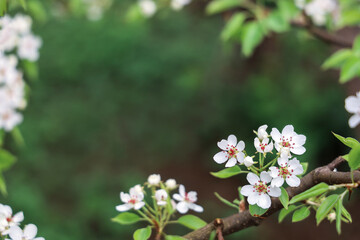 Frame from branches pear with white flowers, with copy space