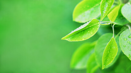 Green background, pear leaves with water drops, with copy space