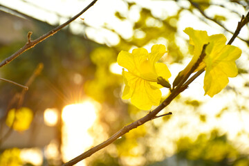 Yellow Trumpet Tree