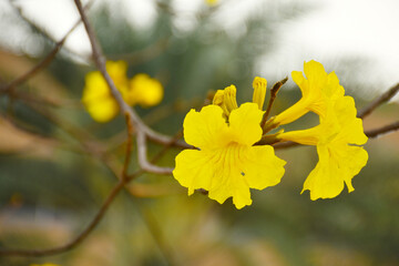 Yellow Trumpet Tree