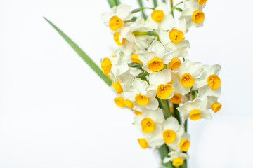 日本水仙の花