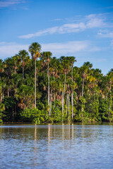 Fototapeta na wymiar Sandoval Lake, Tambopata National Reserve, Tambopata Province, Amazon Jungle of Peru, South America
