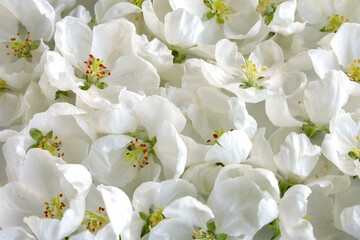 Background, flowers with white apple tree petals with dew drops 