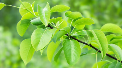 Fototapeta na wymiar Green branch of lush foliage of pear tree leaves