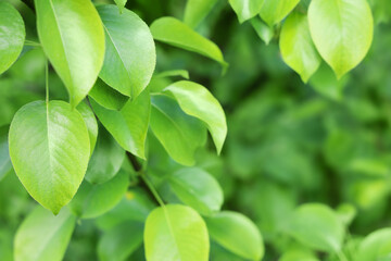 Green background of lush foliage of pear tree leaves close-up