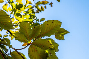 Blätter einer Buche