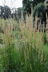 Green grass natural botanical background, spring, summer season