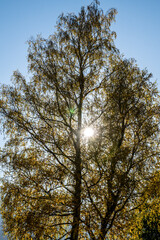 Sonne scheint durch einen Laubbaum