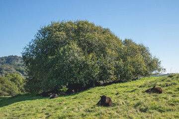 Sun bathe on a Sunday afternoon