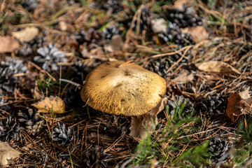 Braune Pilze im Wald