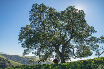 Hiding under the tree