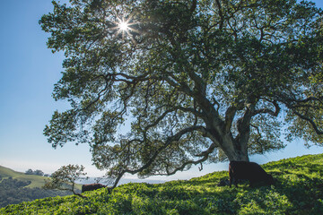 Hiding under the tree