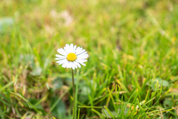Gänseblümchen © Mathias Karner