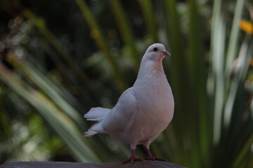 Paloma blanca (white dove)