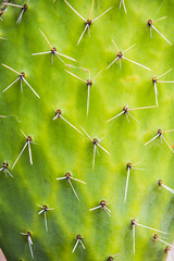 Cactus on Inca Trail day 1, Cusco Region, Peru, South America