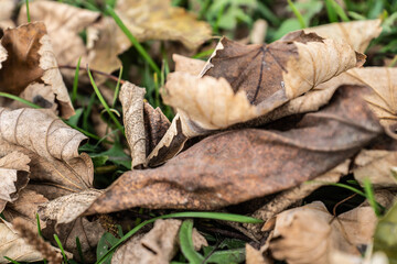 Trockenes Ahornblatt in der Wiese