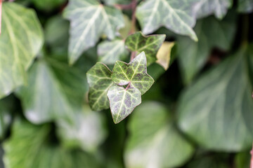 Efeublätter