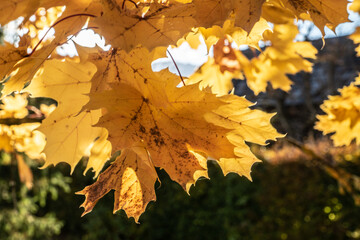 Ahorn im Herbst