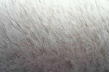 White fur texture background. Natural animal fluffy material, macro photo.
