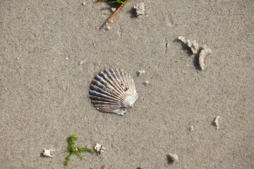 scallop shell flat in fine grains of sand with other sea debris 