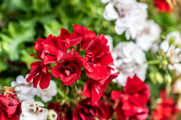 Pelargonie